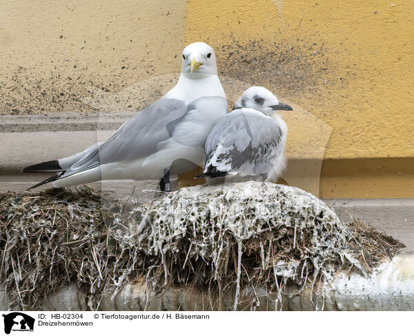 Dreizehenmwen / black-legged kittiwakes / HB-02304