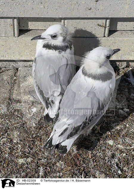 Dreizehenmwen / black-legged kittiwakes / HB-02309