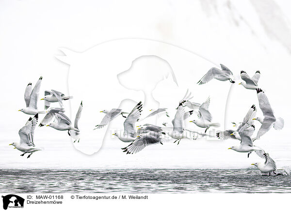 Dreizehenmwe / black-legged kittiwake / MAW-01168