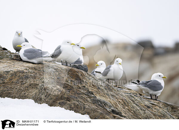 Dreizehenmwe / black-legged kittiwake / MAW-01171