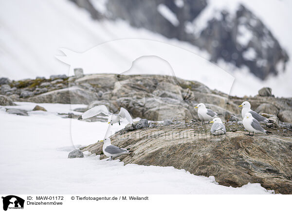Dreizehenmwe / black-legged kittiwake / MAW-01172