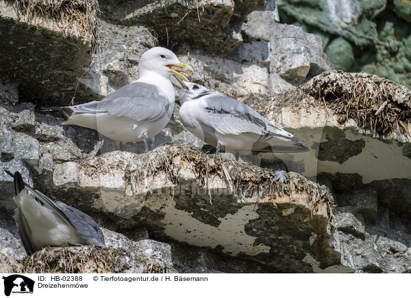 Dreizehenmwe / black-legged kittiwake / HB-02388