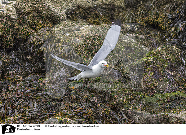 Dreizehenm�we / black-legged kittiwake / MBS-29039