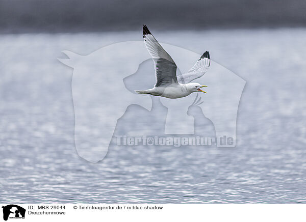 Dreizehenm�we / black-legged kittiwake / MBS-29044