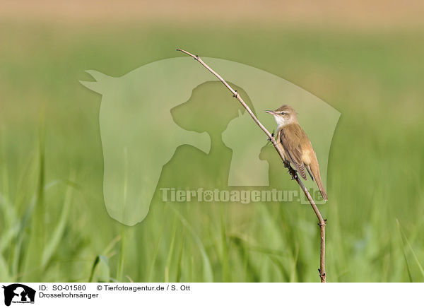 Drosselrohrsnger / great reed warbler / SO-01580