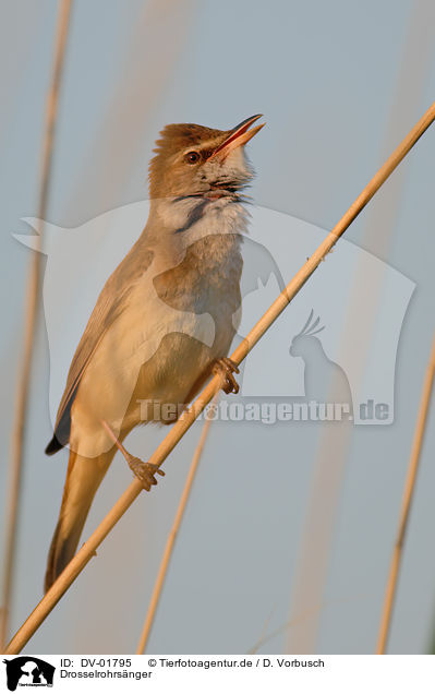 Drosselrohrsnger / great reed warbler / DV-01795