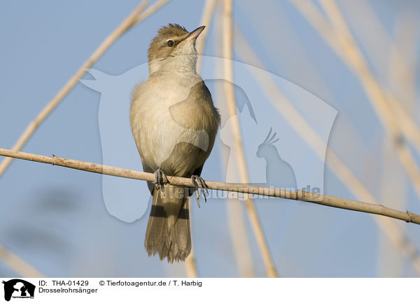 Drosselrohrsnger / great reed warbler / THA-01429