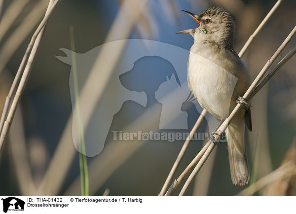 Drosselrohrsnger / great reed warbler / THA-01432