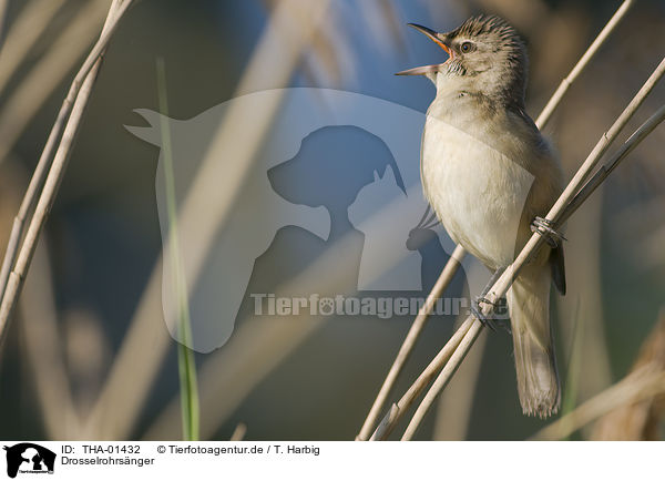 Drosselrohrsnger / THA-01432