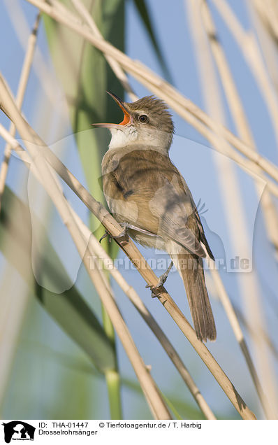 Drosselrohrsnger / great reed warbler / THA-01447