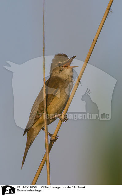 Drosselrohrsnger / Great Reed Warbler / AT-01050