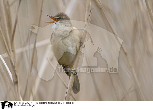 Drosselrohrsnger / great reed warbler / THA-03274