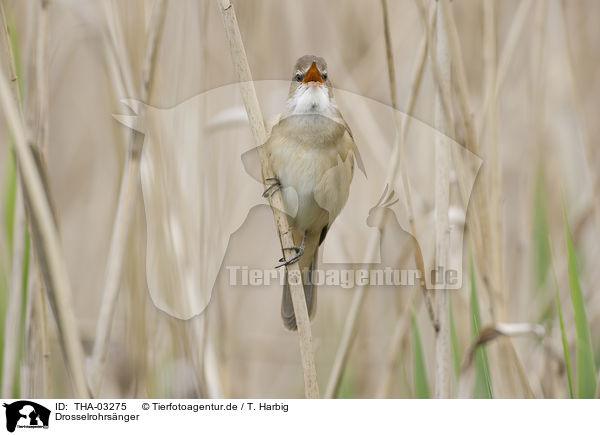 Drosselrohrsnger / great reed warbler / THA-03275