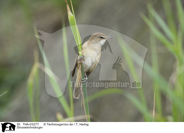 Drosselrohrsnger / great reed warbler / THA-03277