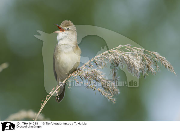 Drosselrohrsnger / great reed warbler / THA-04918
