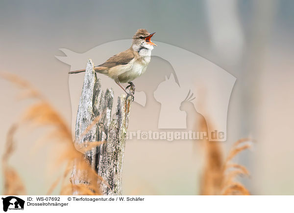 Drosselrohrsnger / great reed warbler / WS-07692
