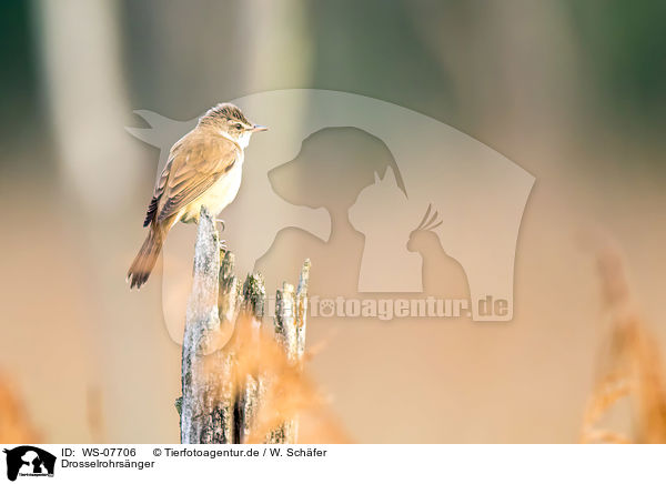 Drosselrohrs�nger / great reed warbler / WS-07706