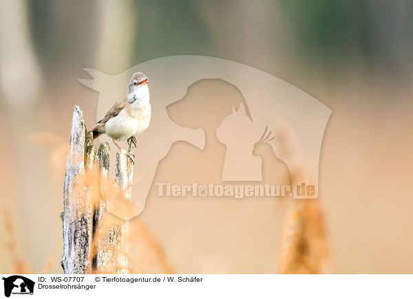 Drosselrohrsnger / great reed warbler / WS-07707