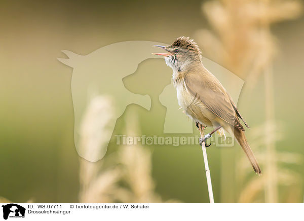 Drosselrohrsnger / great reed warbler / WS-07711