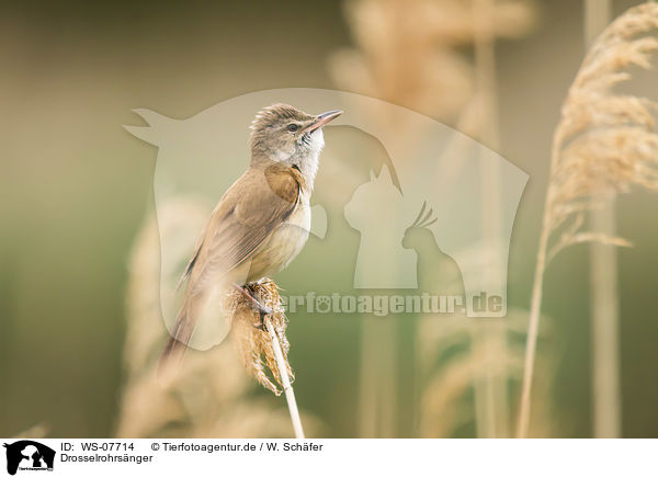 Drosselrohrsnger / great reed warbler / WS-07714