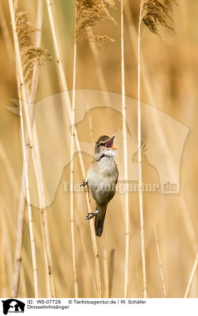 Drosselrohrsnger / great reed warbler / WS-07728