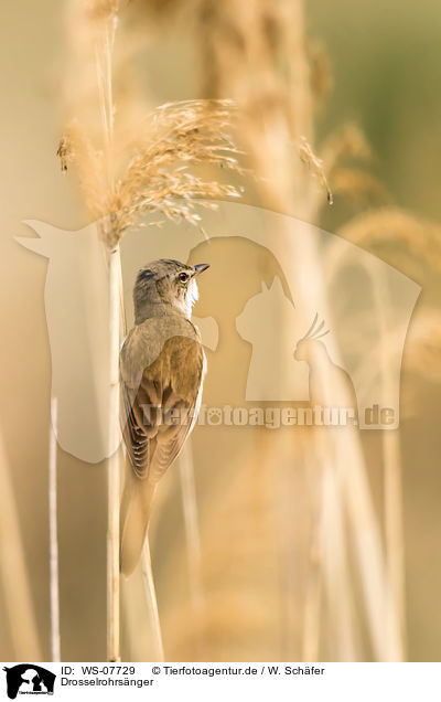 Drosselrohrsnger / great reed warbler / WS-07729