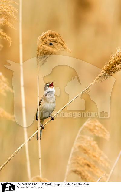 Drosselrohrsnger / great reed warbler / WS-07730