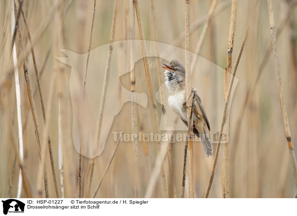 Drosselrohrsnger sitzt im Schilf / Great Reed Warbler sits in the reeds / HSP-01227