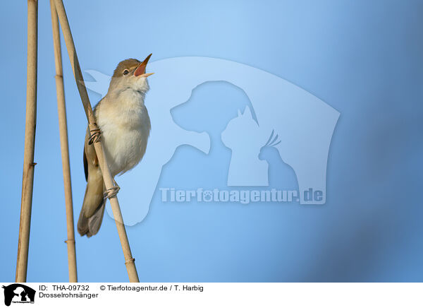 Drosselrohrsnger / great reed warbler / THA-09732