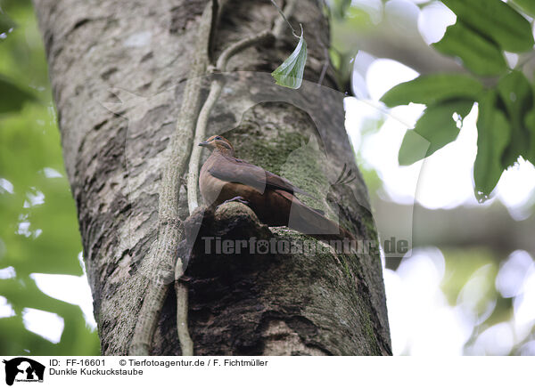 Dunkle Kuckuckstaube / FF-16601
