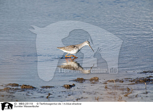 Dunkler Wasserlufer / spotted redshank / MBS-25119