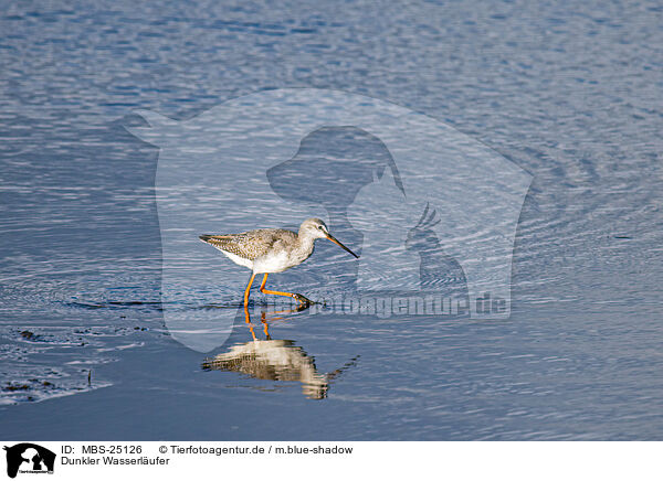 Dunkler Wasserlufer / spotted redshank / MBS-25126