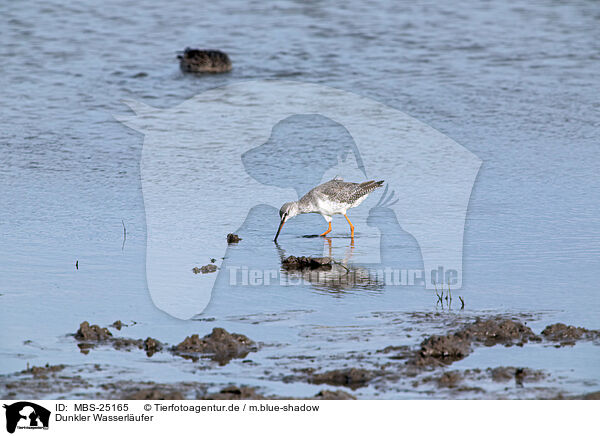 Dunkler Wasserlufer / spotted redshank / MBS-25165