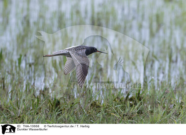 Dunkler Wasserlufer / spotted redshank / THA-10668