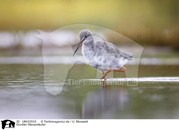 Dunkler Wasserlufer / spotted redshank / UM-03533