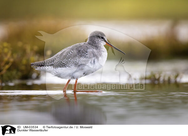 Dunkler Wasserlufer / spotted redshank / UM-03534
