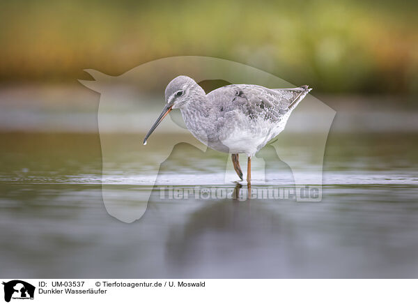 Dunkler Wasserlufer / spotted redshank / UM-03537