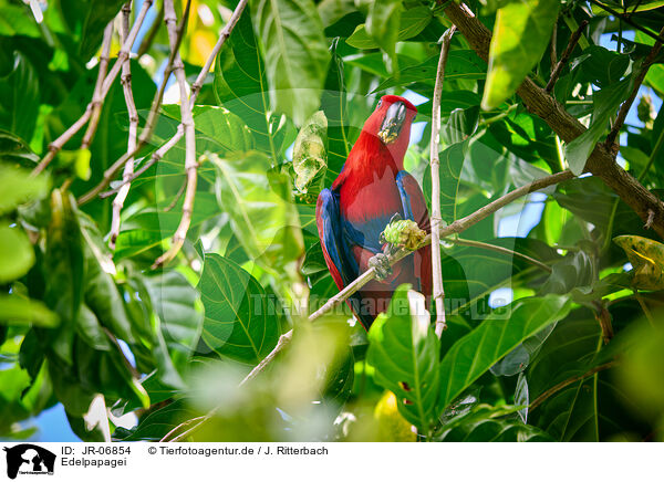 Edelpapagei / eclectus parrot / JR-06854