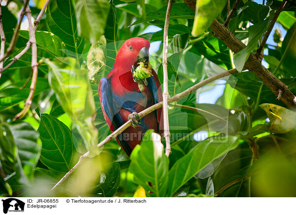 Edelpapagei / eclectus parrot / JR-06855