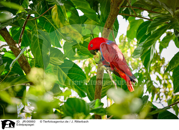 Edelpapagei / eclectus parrot / JR-06860
