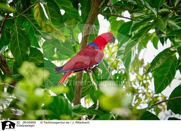 Edelpapagei / eclectus parrot / JR-06869