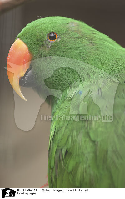 Edelpapagei / eclectus parrot / HL-04014