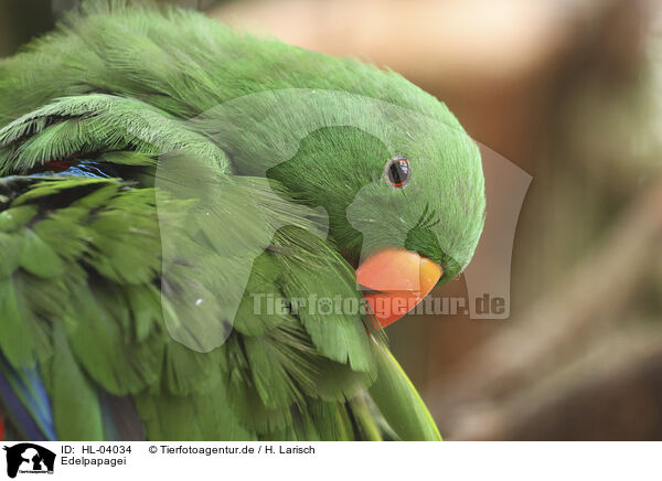 Edelpapagei / eclectus parrot / HL-04034