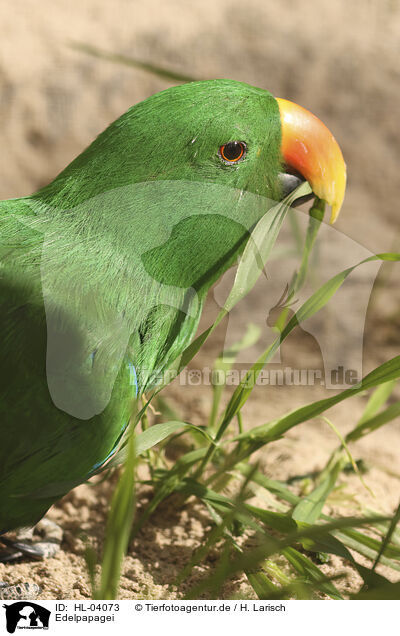 Edelpapagei / eclectus parrot / HL-04073