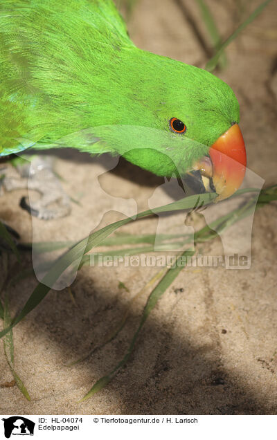 Edelpapagei / eclectus parrot / HL-04074