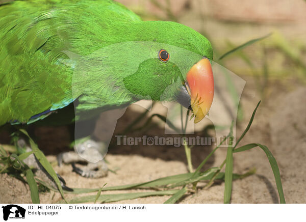 Edelpapagei / eclectus parrot / HL-04075