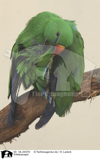 Edelpapagei / eclectus parrot / HL-04076