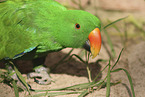 Edelpapagei