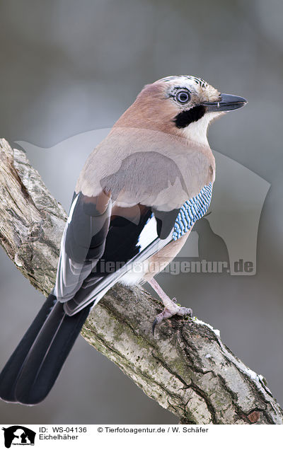 Eichelh�her / WS-04136