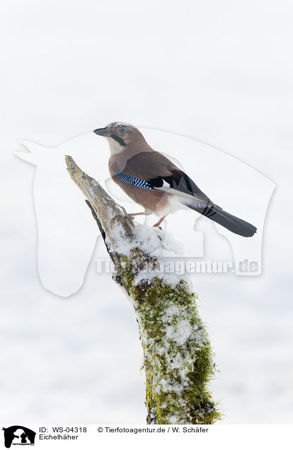 Eichelhher / jaybird / WS-04318